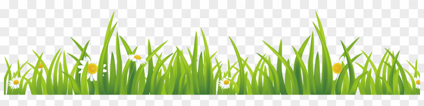 Green Grass GRASS GIS Euclidean Vector PNG