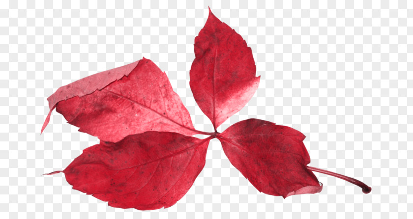 Leaf Red Flower Plant Petal PNG