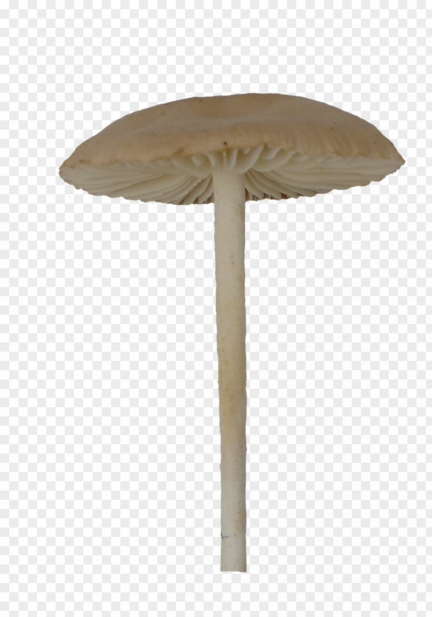 Necked Umbrella Mushrooms Mushroom Fungus Macrolepiota Procera PNG