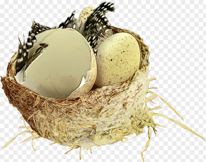 Nest Egg Cartoon PNG