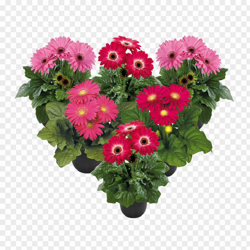 Pink Splash Plant Information Cut Flowers Flower Bouquet Transvaal Daisy Floral Design PNG