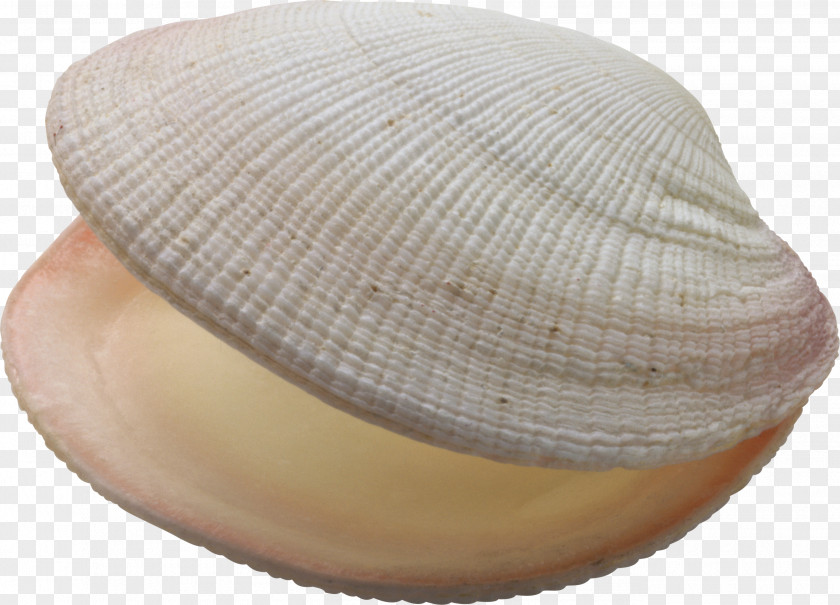 Seashell Bivalvia Oyster Mussel PNG