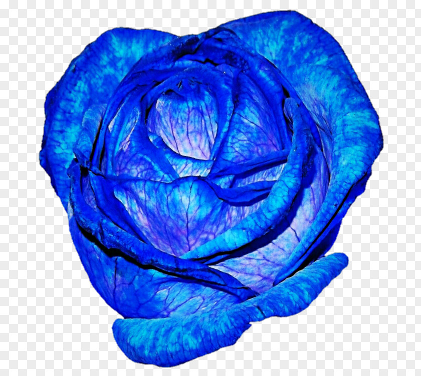 Blue Rose Garden Roses Purple Centifolia PNG