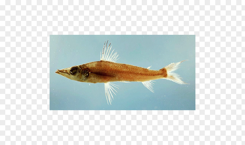 Fish Bony Fishes Marine Biology Fauna PNG