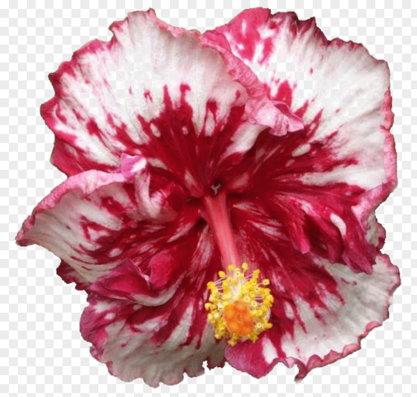 Flower Hibiscus Cut Flowers PNG