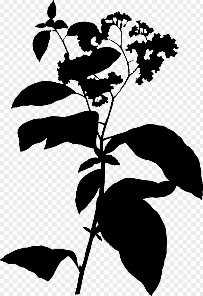 Heliotropium Flowering Plant Plants Subshrub Stem PNG