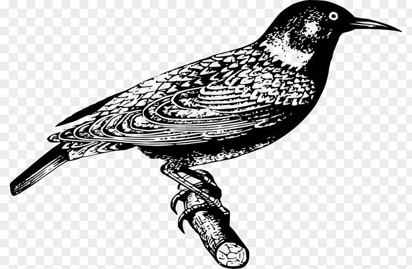 Starling Common Bird Clip Art PNG