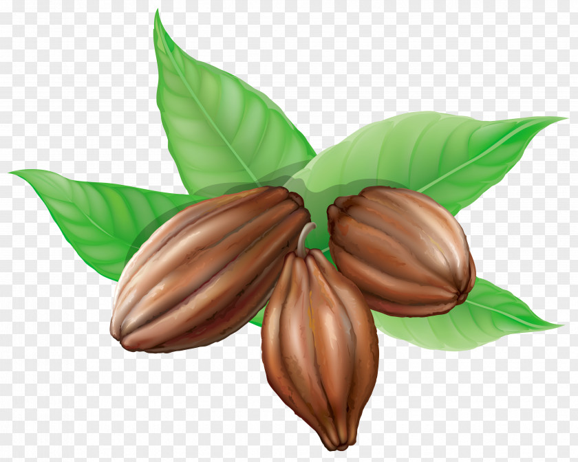 Cocoa Beans Clipart Picture Bean Theobroma Cacao Clip Art PNG