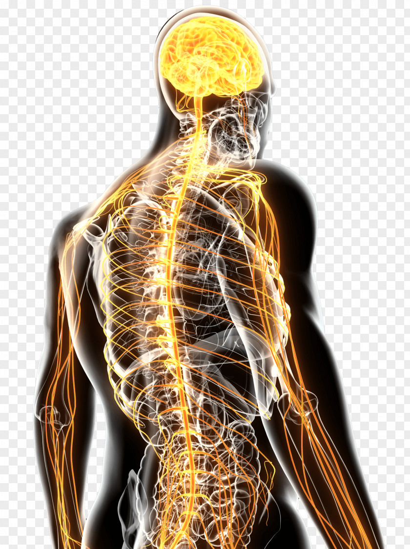 Health Nervous System Therapy Medicine Chiropractic Back Pain PNG