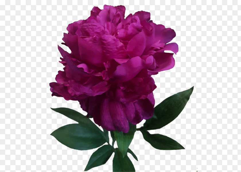 Peony Cut Flowers Rose Family PNG