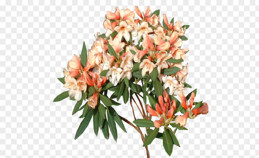 Plant Cut Flowers Rhododendron PNG
