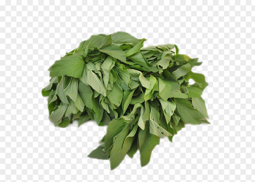 Vegetable Basil Spinach Organic Food PNG