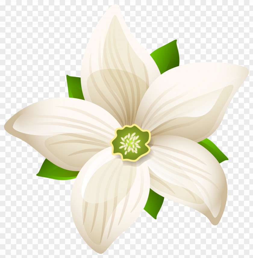 White Flowers Flower Petal Clip Art PNG