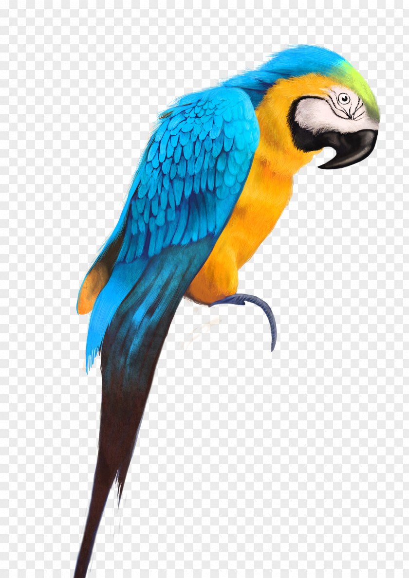 Parrot Bird Watercolor Painting Drawing PNG