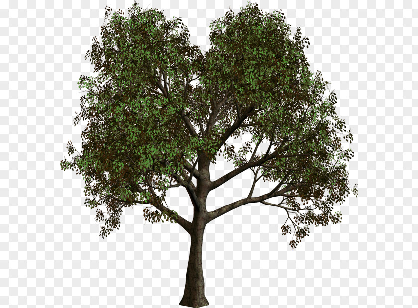 Trees Tree Forest Clip Art PNG