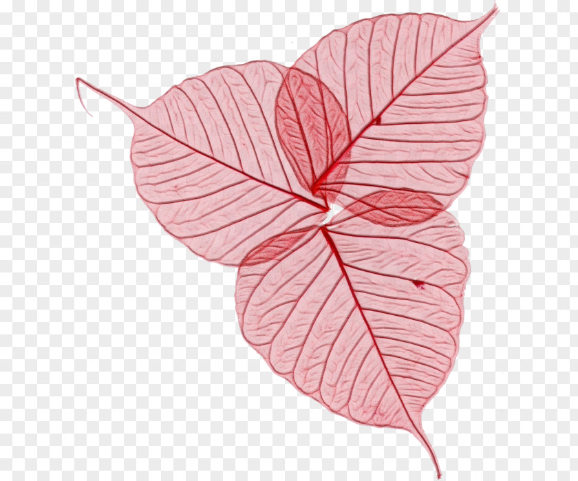 Anthurium Plant Pink Flower Cartoon PNG