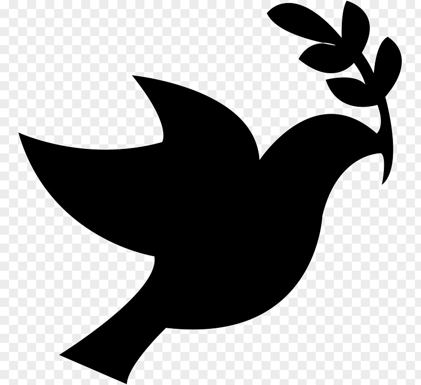 Bird Columbidae Doves As Symbols Peace Domestic Pigeon Clip Art PNG