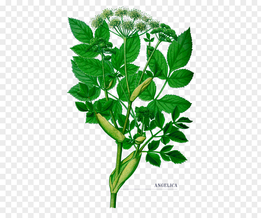 Botanical Gin Wild Angelica Norwegian Female Ginseng Herb Plants PNG