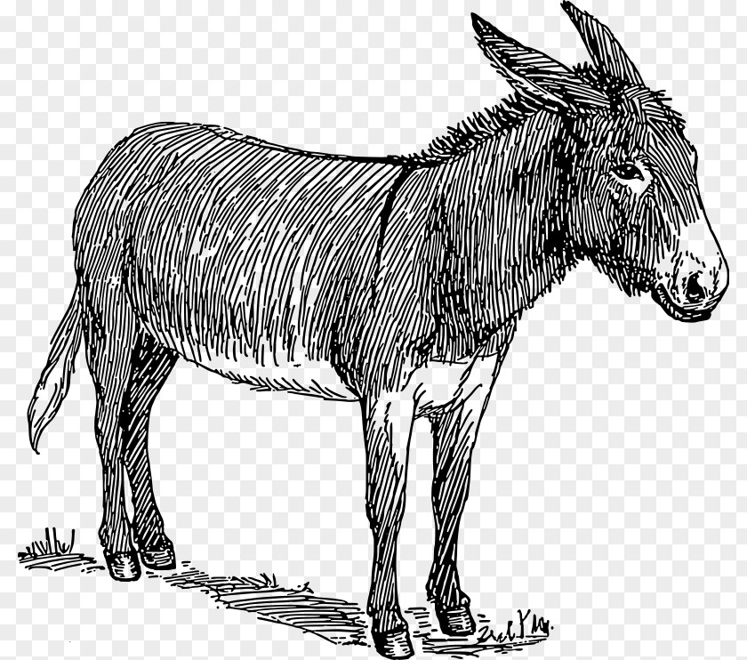 Donkey Drawing Watercolor Painting Sketch PNG