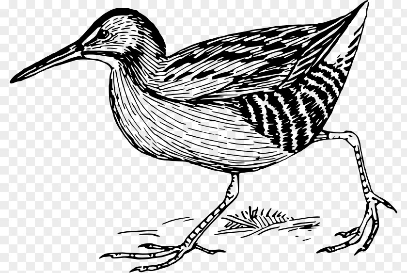 Duck Bird /m/02csf Line Art Feather PNG