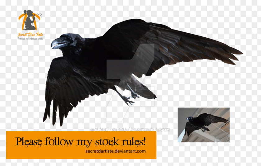 Flying Ravens Computer Graphics Software PNG
