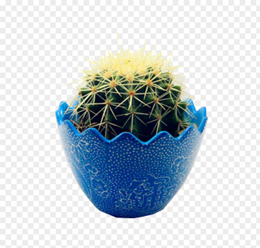Potted Cactus Cactaceae Light Succulent Plant Blue PNG