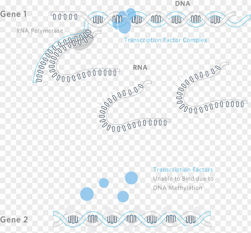 Agouti Illustration Transcription Factor DNA Methylation RNA PNG