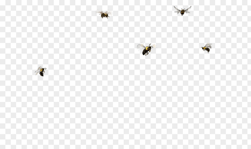 Bee Honey Line Font PNG