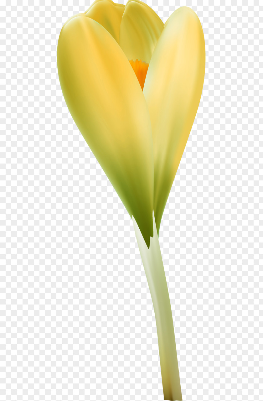 Design Close-up Arum Lilies PNG