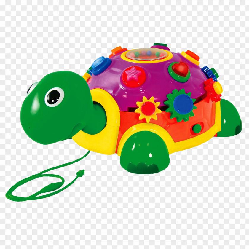 Turtle Educational Toys Child Toddler PNG
