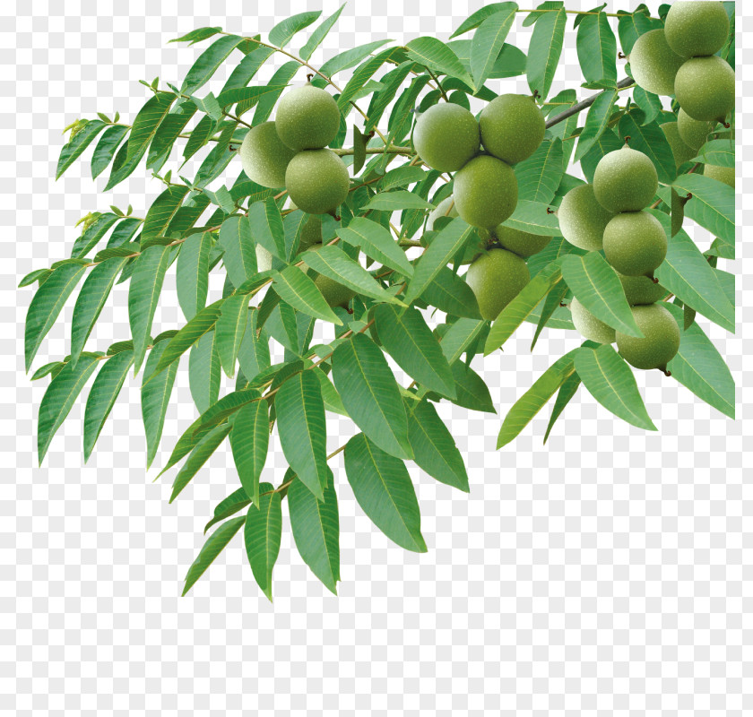 Walnut Tree English Auglis PNG