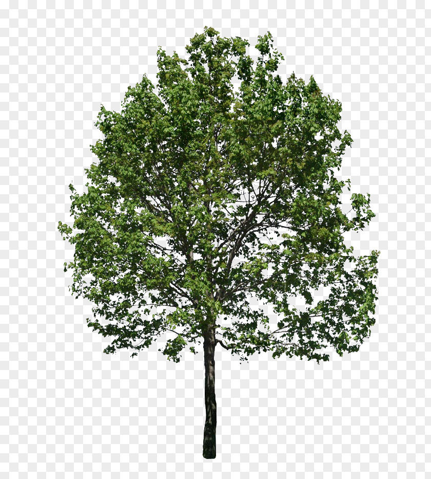 Arbol Tree Stock Photography Clip Art PNG