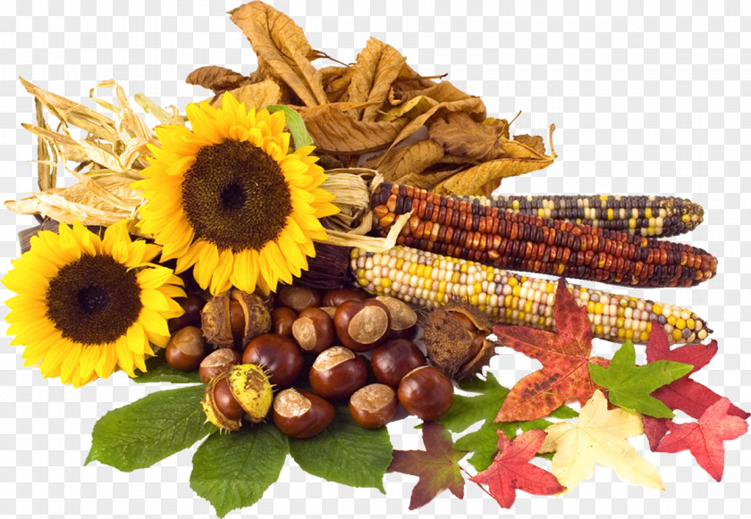 Autumn Conkers Leaf Color PNG