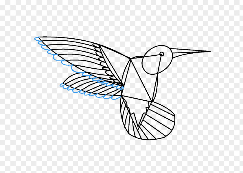 Bird Hummingbirds Of Costa Rica Clip Art Drawing Image PNG