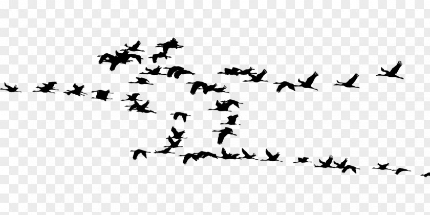 Bird Migration Crane Flock Animal PNG
