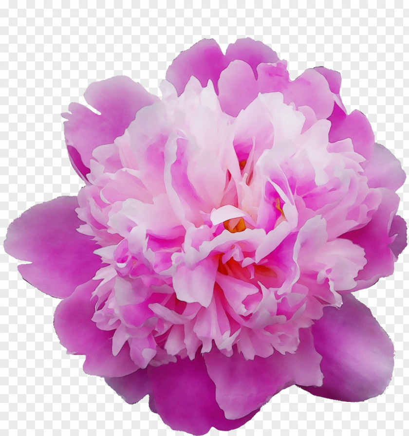 Chinese Peony Purple Flowering Plant Pink Petal Flower Violet PNG