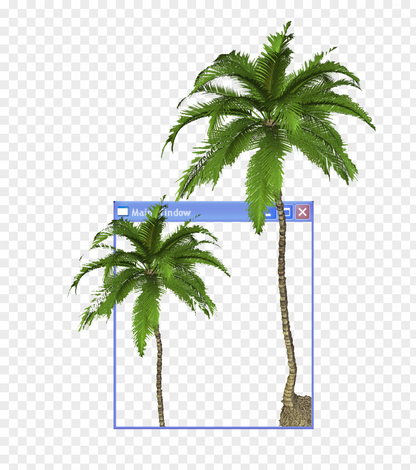 Coconut Tree Arecaceae YouTube Aesthetics Clip Art PNG