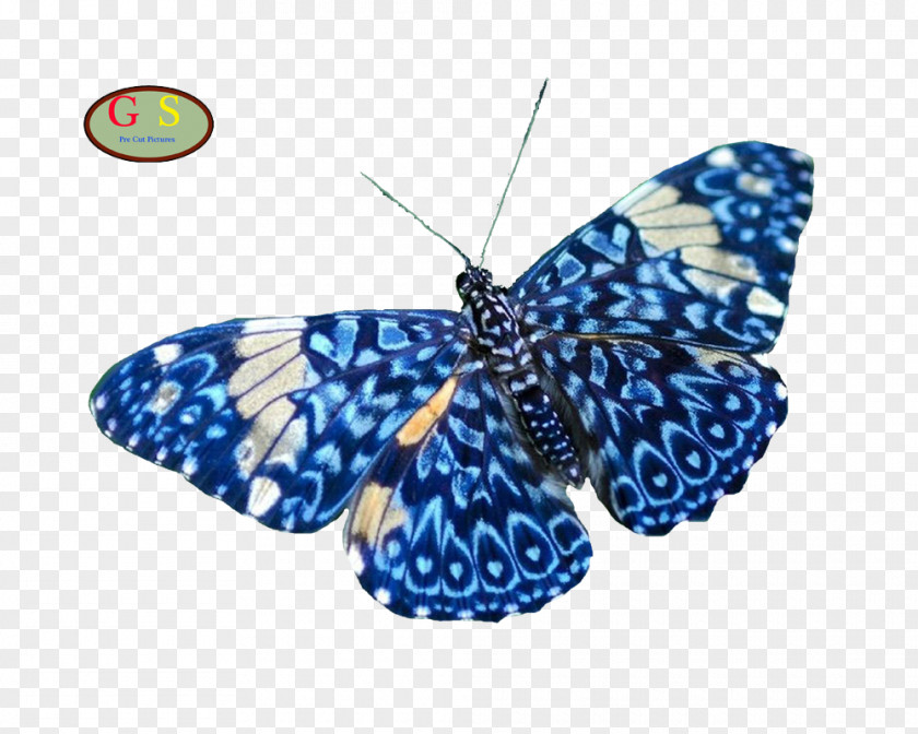 Diverse Butterfly Insect Nature Animal Moth PNG