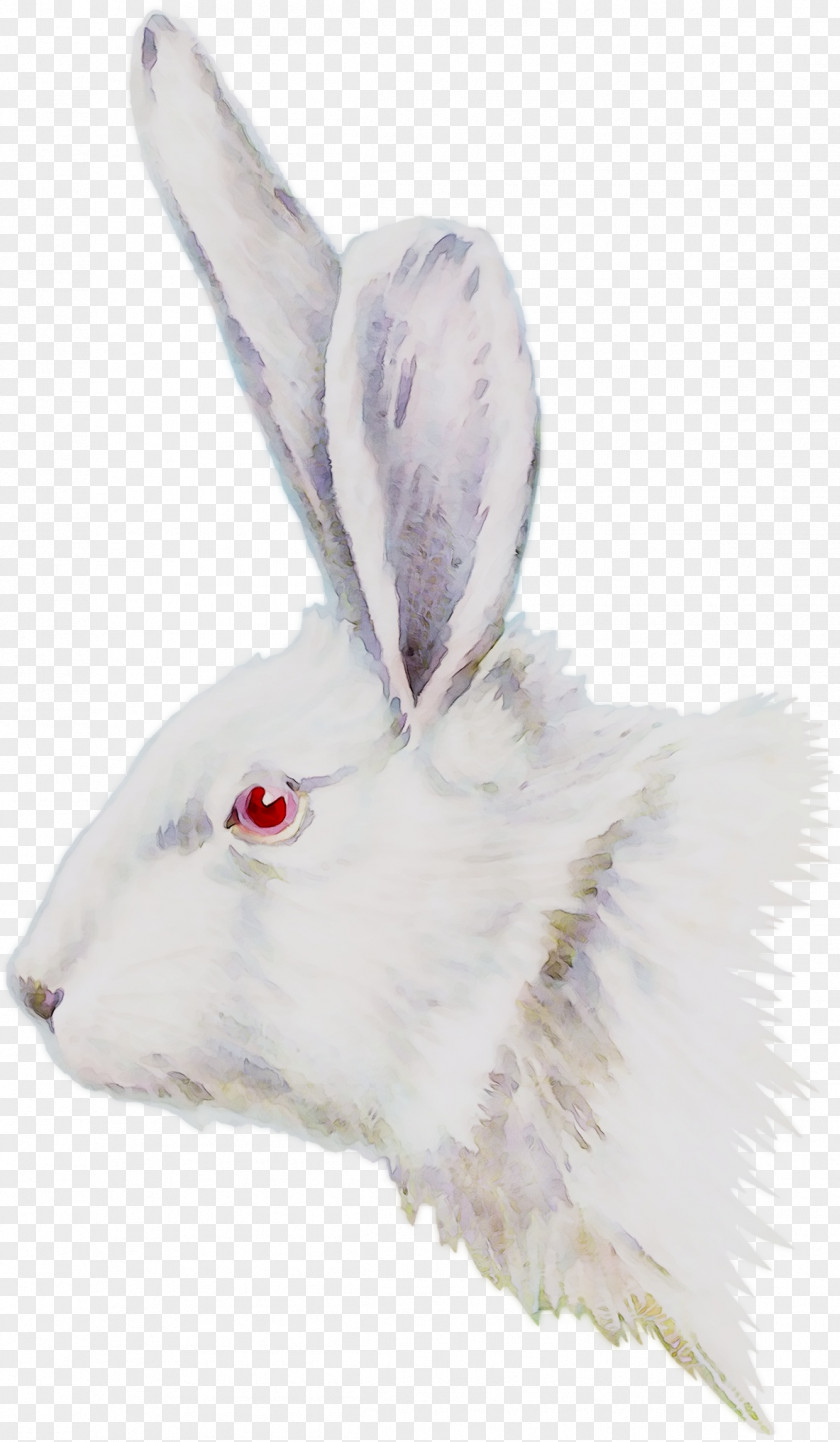 Domestic Rabbit Hare Fur Snout PNG