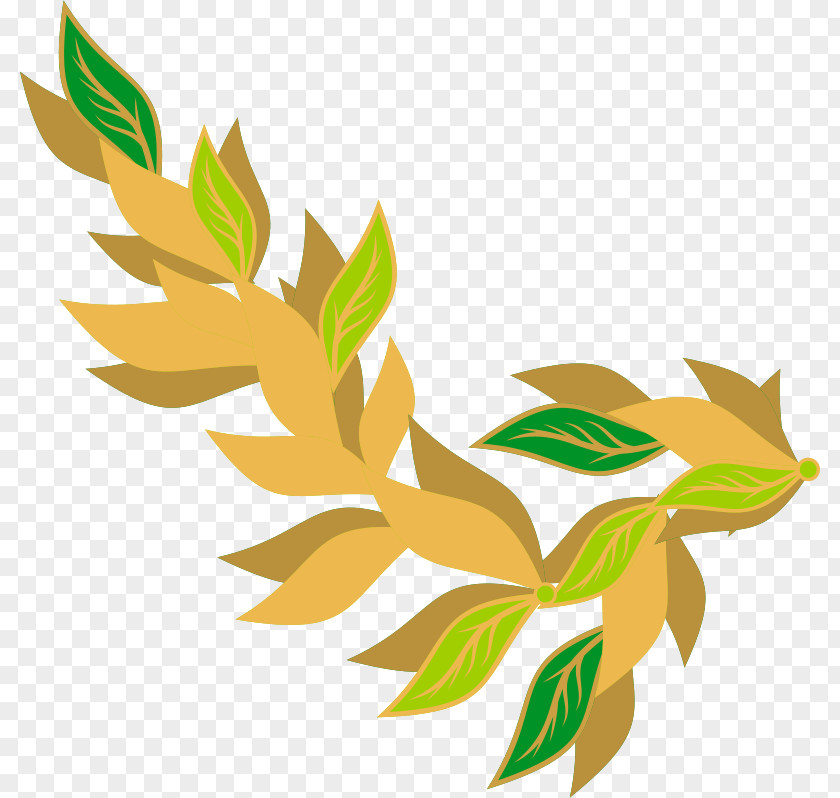 Scoured Border Bay Laurel Leaf Pimenta Racemosa Clip Art PNG
