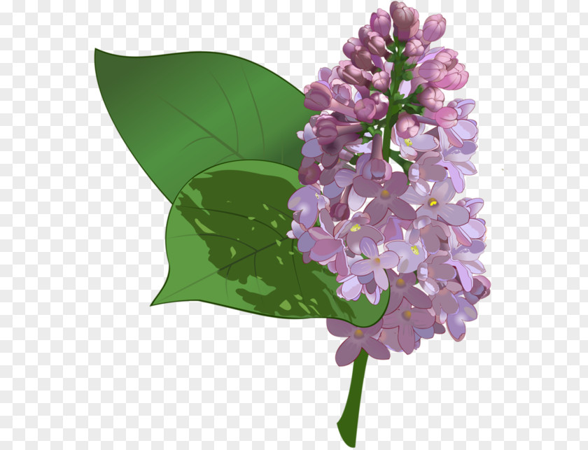 Silk Hydrangeas In Bulk Clip Art Vector Graphics Image Flower PNG