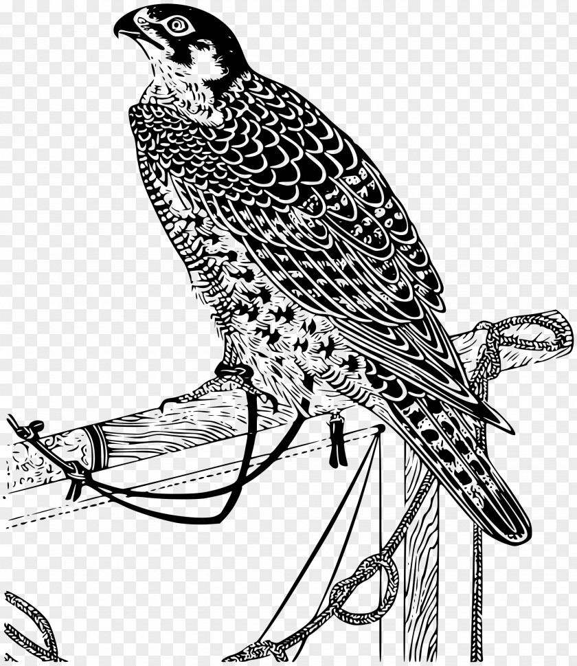 Falcon Drawing Clip Art PNG