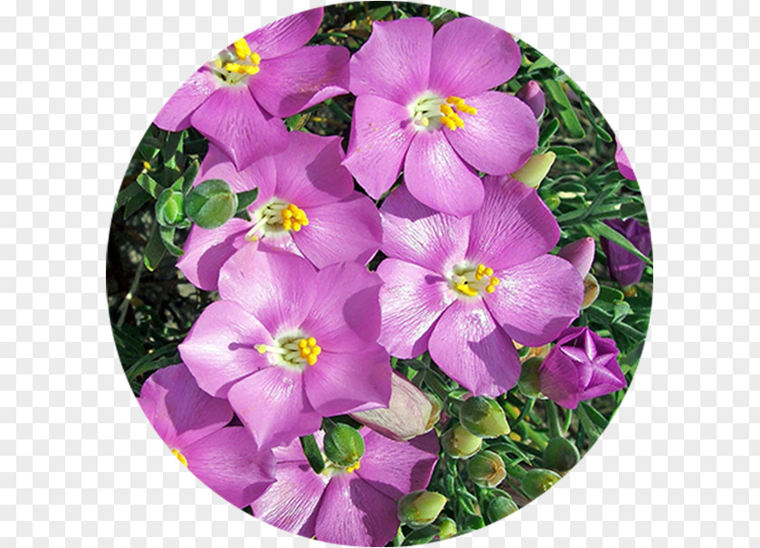 Fynbos Intaka Island Table Mountain Flowers Atlantic Canal Walk PNG