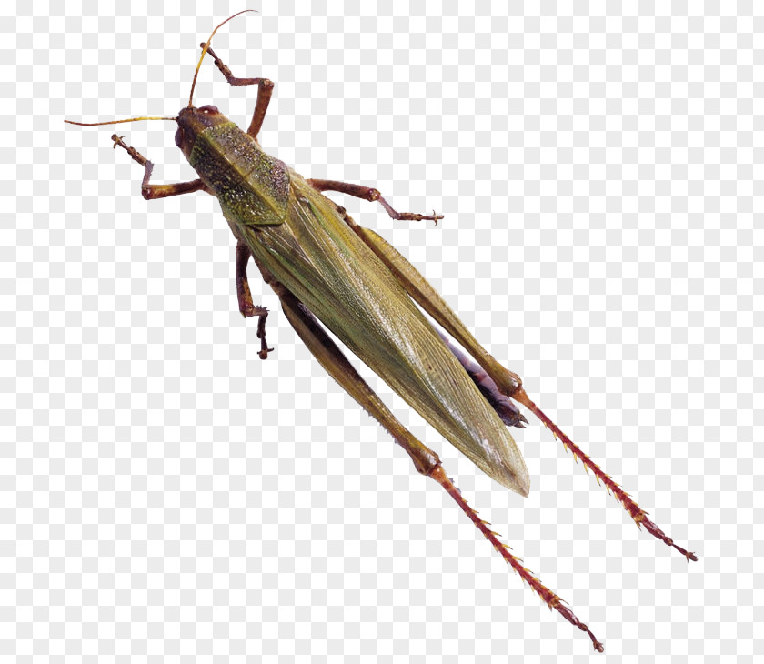 Insect Grasshopper Animal Caelifera Beetle Locust Butterfly PNG