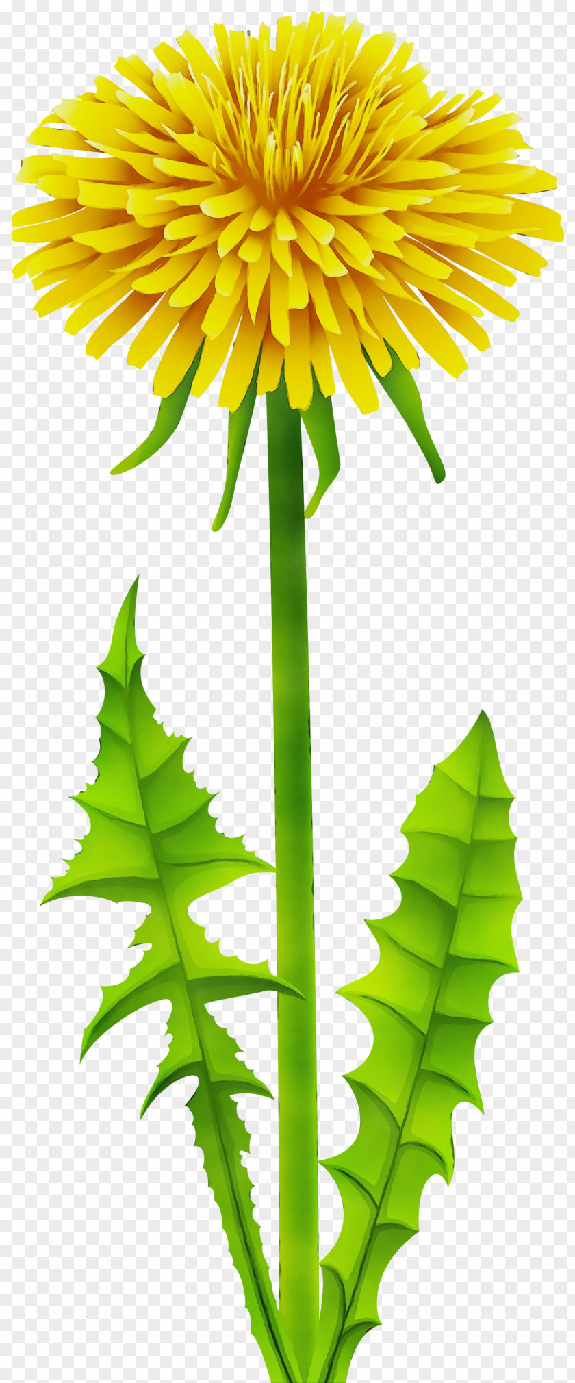 Plant Stem Dandelion Flower Flowering Leaf Yellow PNG