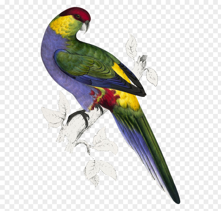 The Parrots Red-capped ParrotBirds Parrot Illustrations Of Family Psittacidae, Or Bird Edward Lear PNG