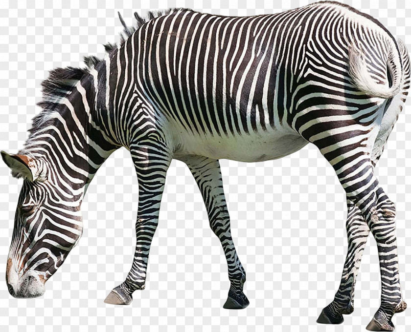 Zebra White Rhinoceros Ceratomorpha Giraffe Ungulate PNG