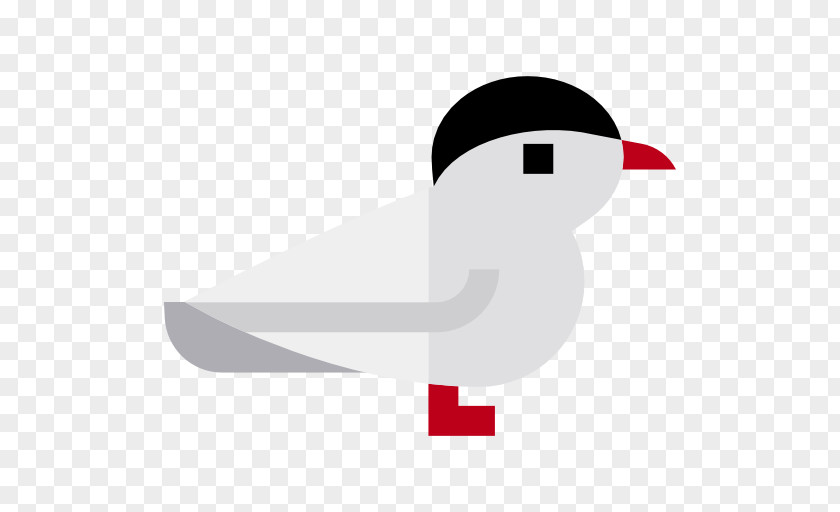 Arctic Tern Terns Clip Art PNG