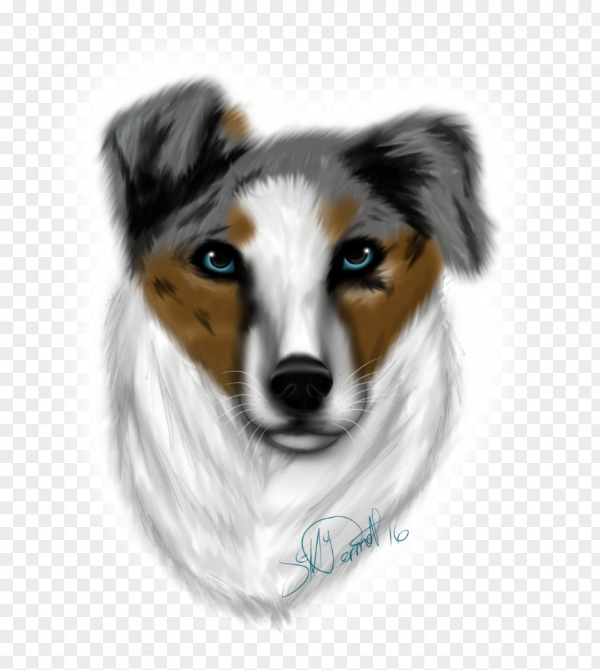 Australian Shepherd Dog Breed Miniature American Shetland Sheepdog Puppy PNG