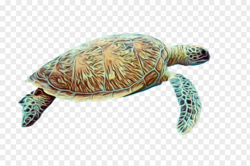 Loggerhead Sea Turtle Reptile Tortoise Olive Ridley Green PNG
